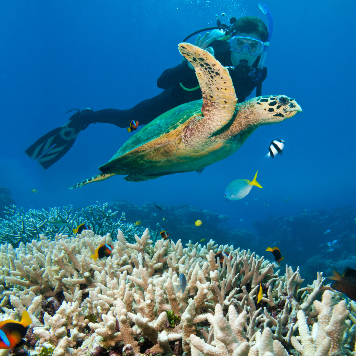Open Water Certification