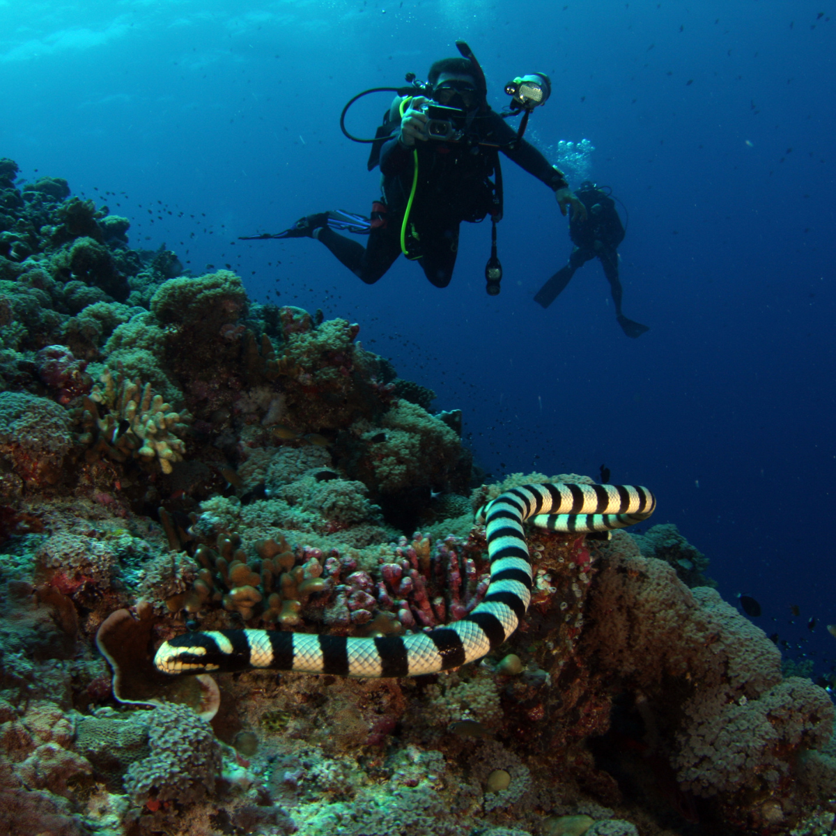 Fun Dive · 5-Dive Pack