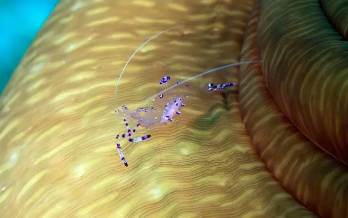 Balinghai dive site, Boracay — photo 2