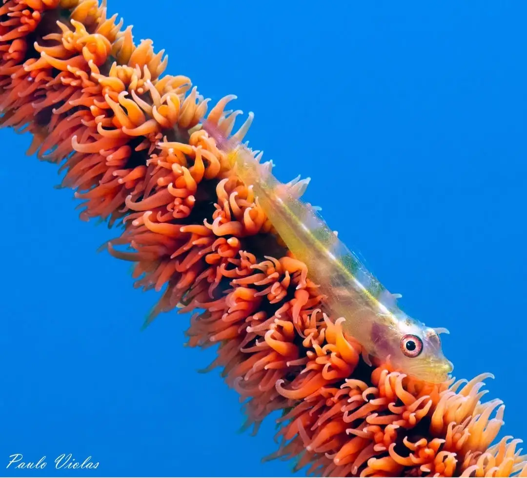 Angol Point dive — Dec 17, 2024