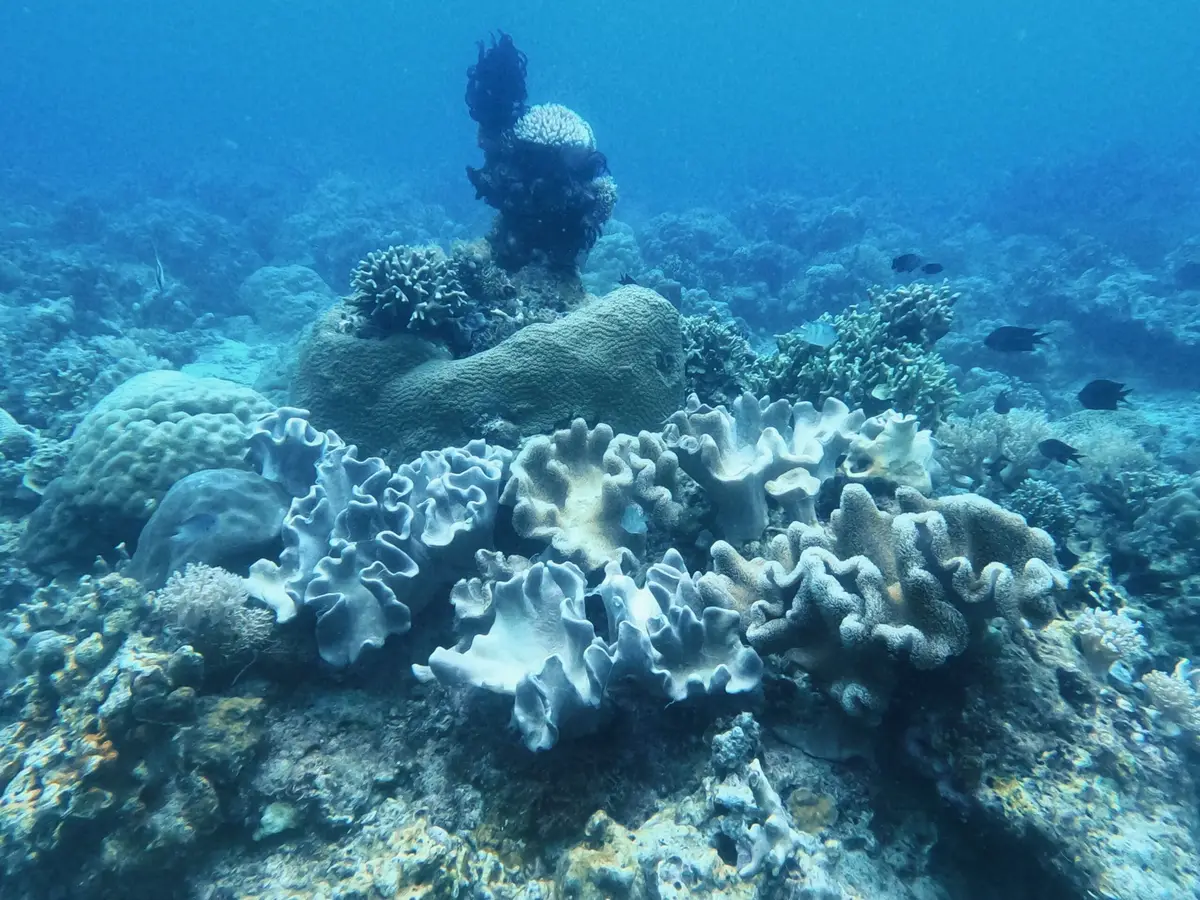 Angol Point dive — Aug 24, 2024