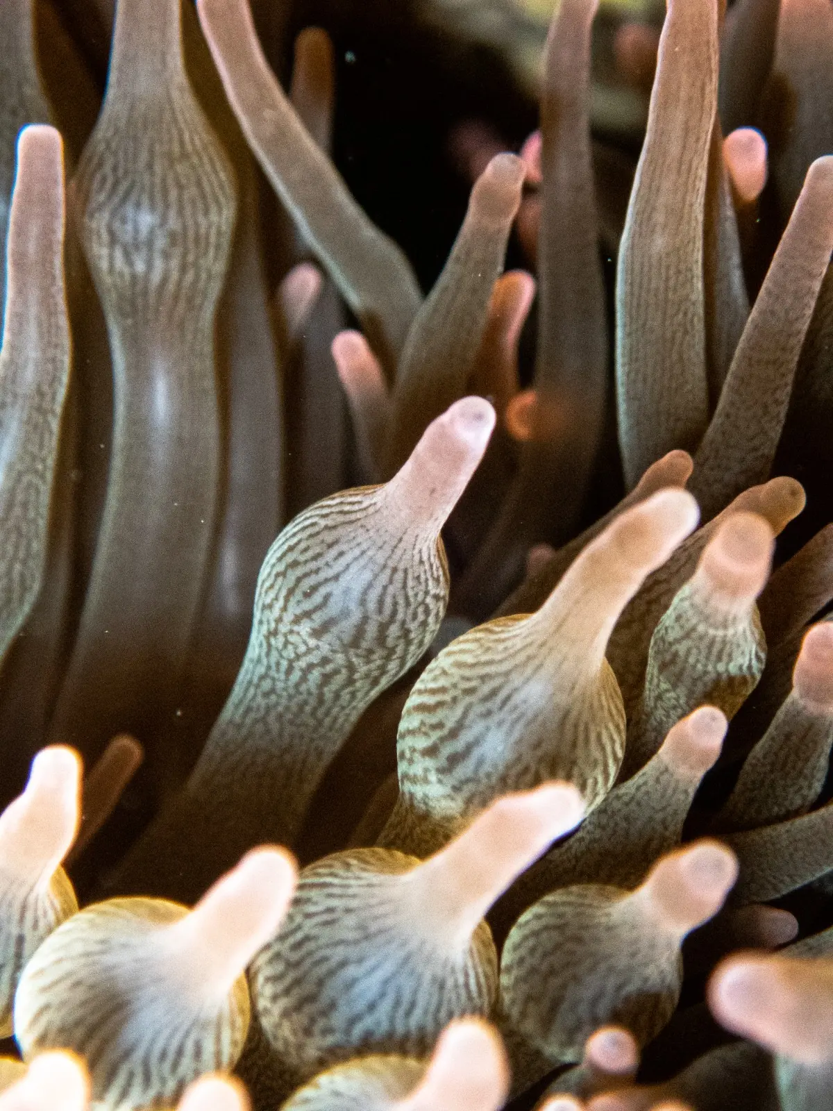 Angol Point dive — May 11, 2025