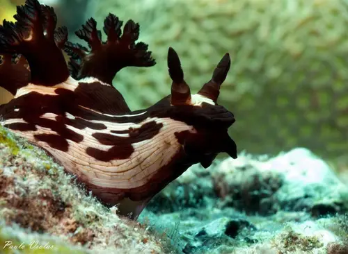 Angol Point dive — April 2, 2025