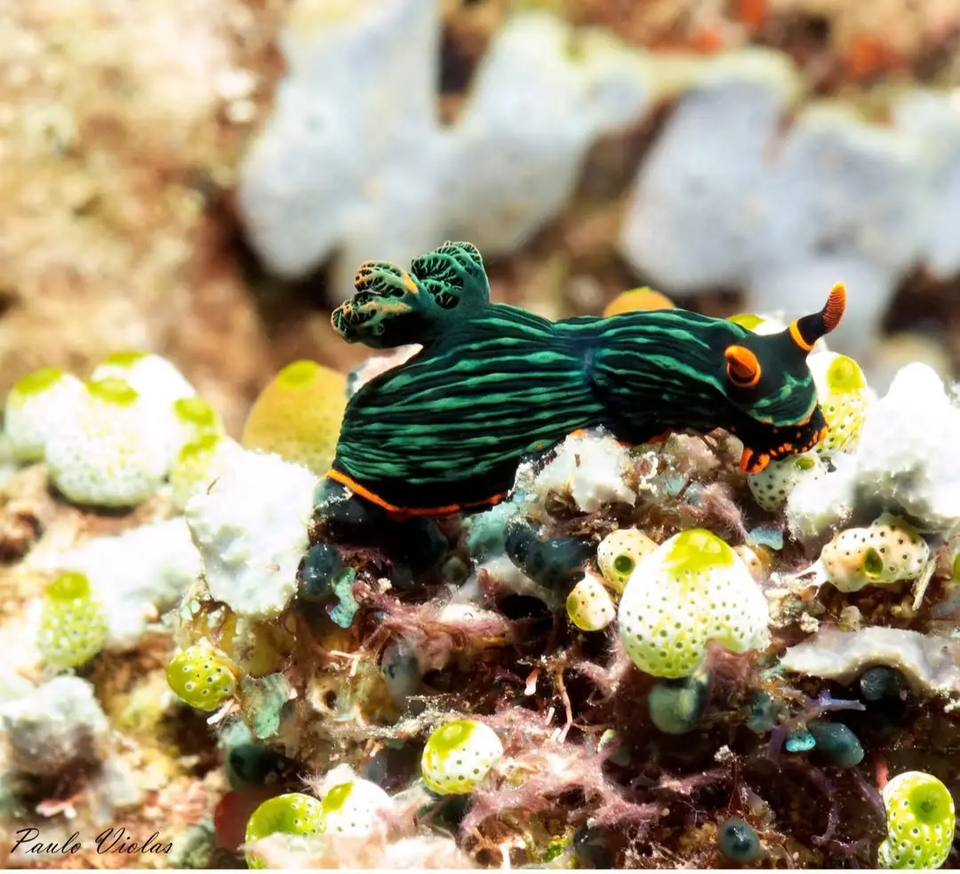Angol Point dive — Mar 5, 2025