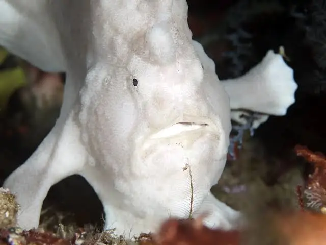 Angol Point dive — Jun 25, 2025