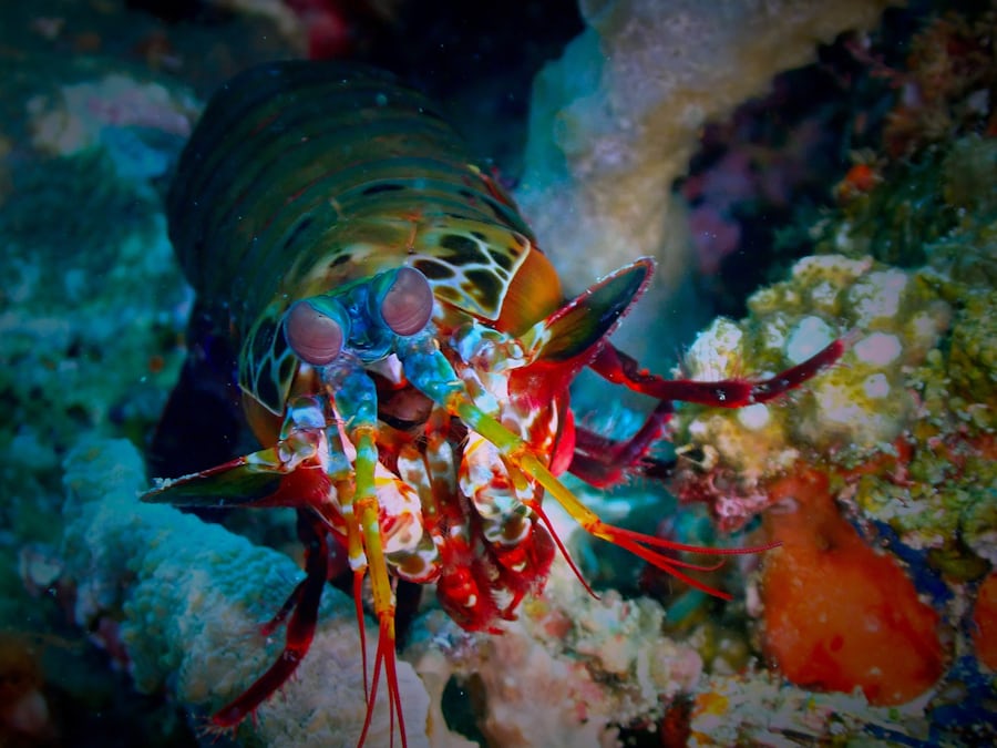 Balinghai dive — Mar 10, 2025