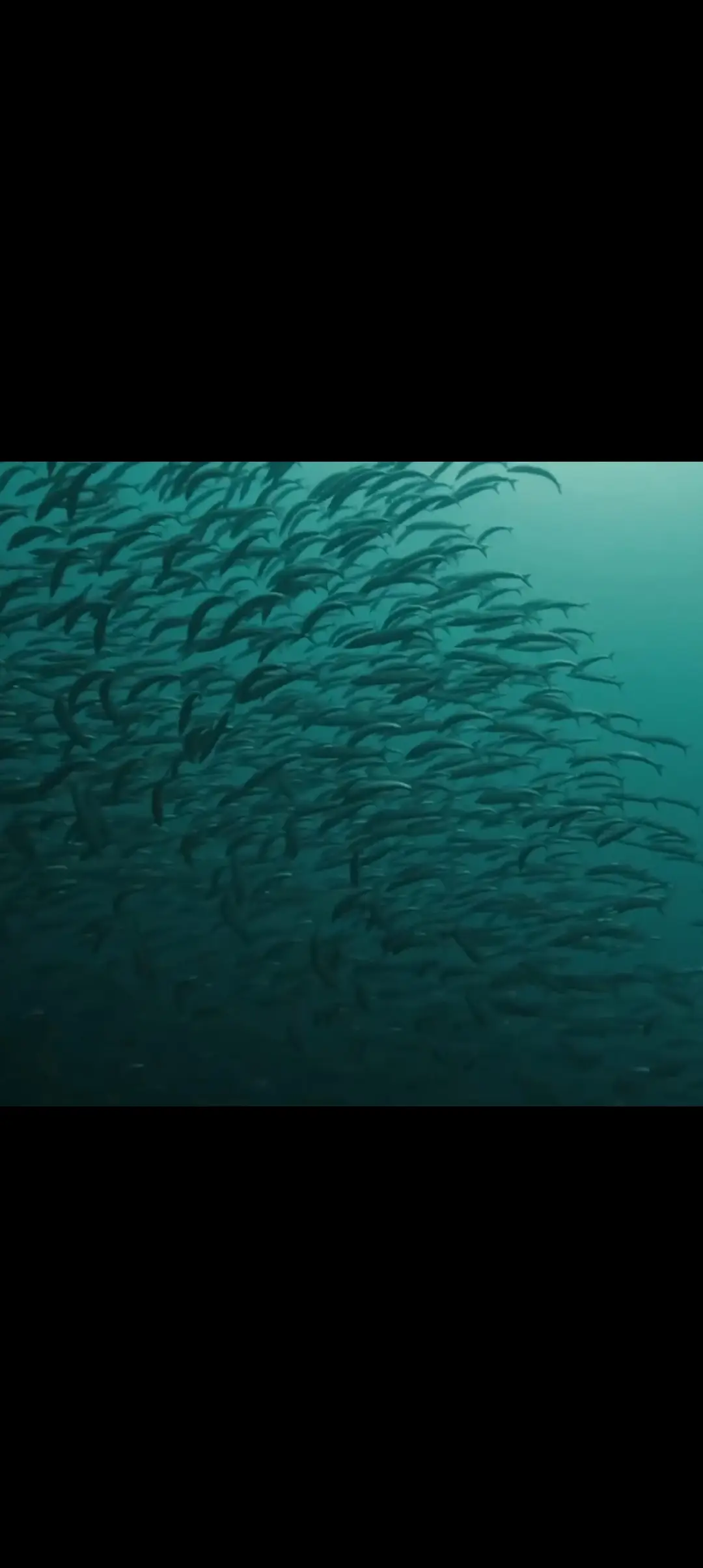 Balinghai dive — Feb 7, 2025