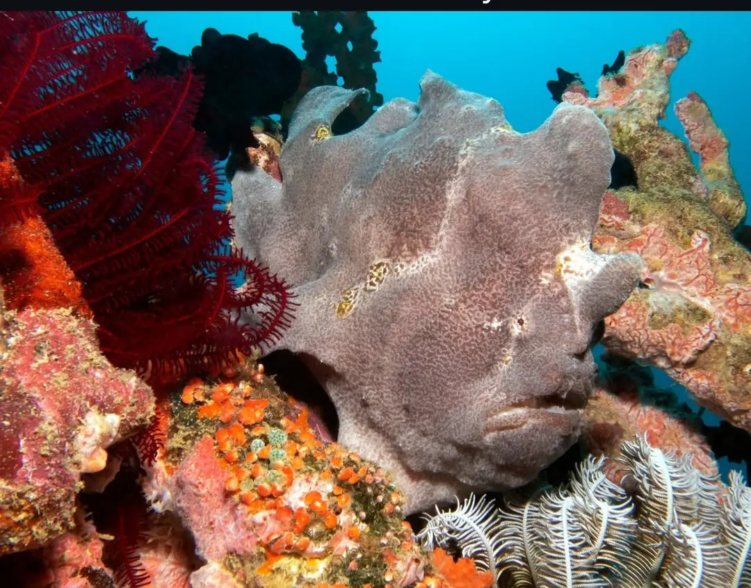 Balinghai dive — Mar 6, 2026