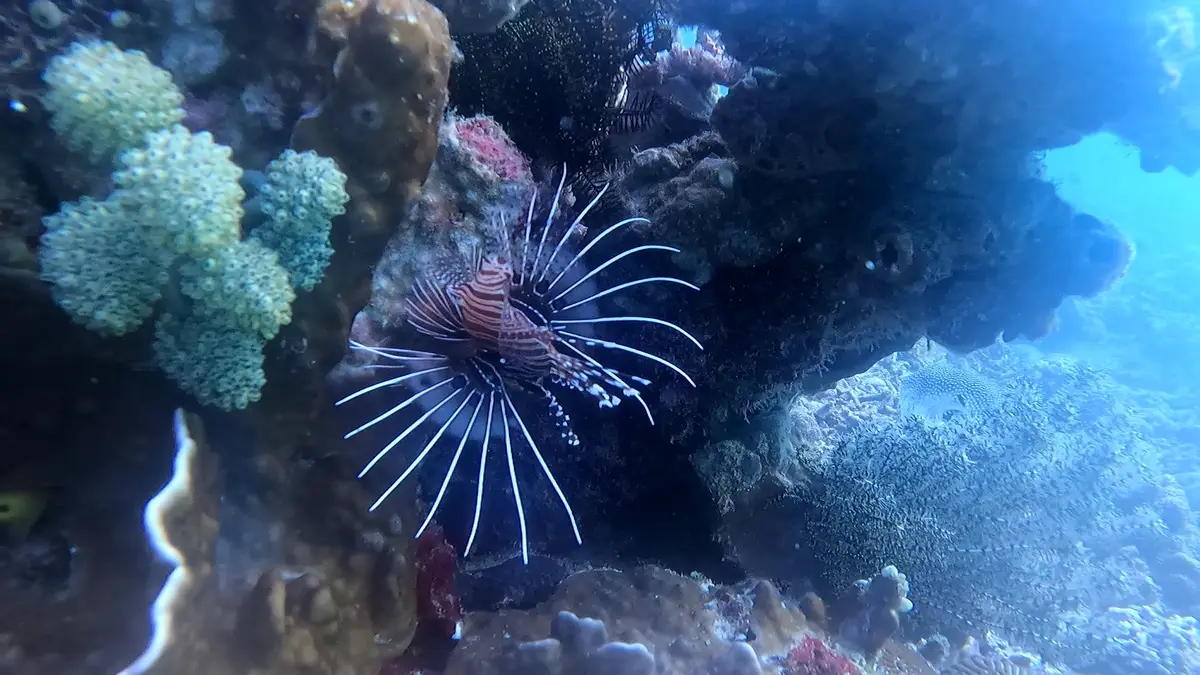 Balinghai dive — Nov 28, 2024