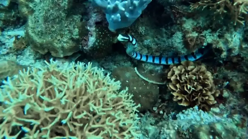 Balinghai dive — Nov 13, 2024