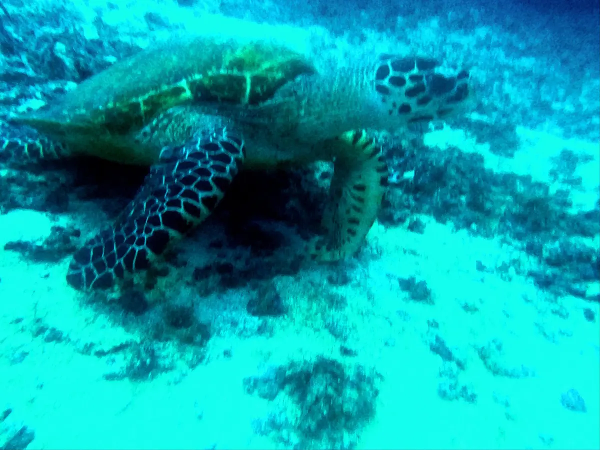 Balinghai dive — Aug 18, 2024