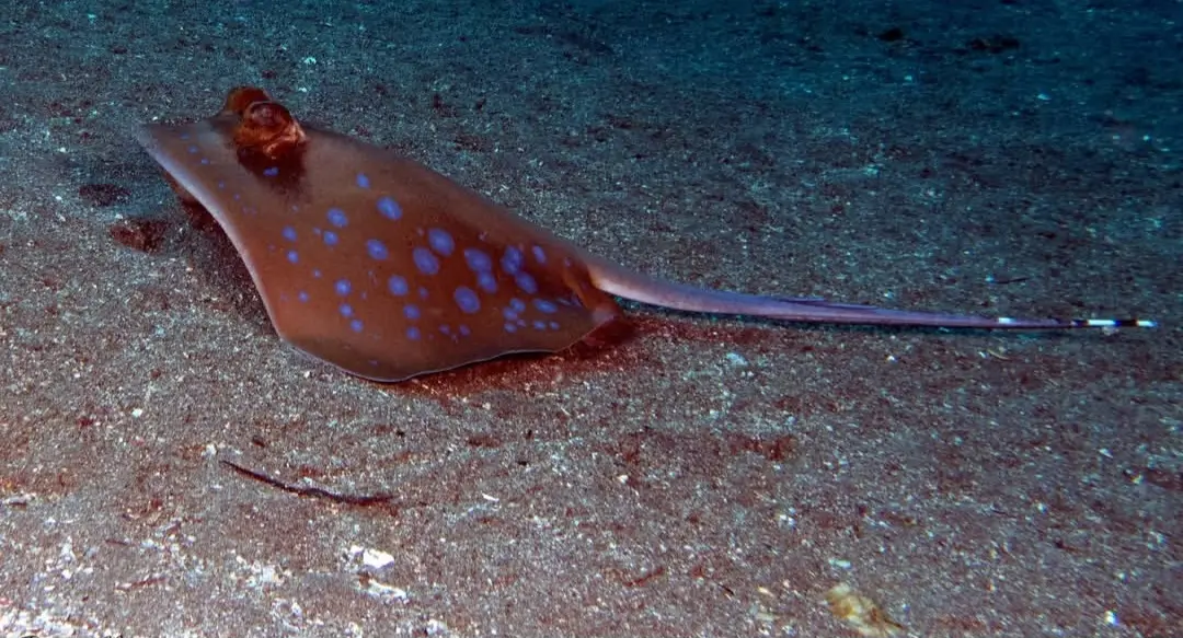 Balinghai dive — Feb 11, 2026