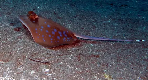 Balinghai dive — Feb 11, 2026