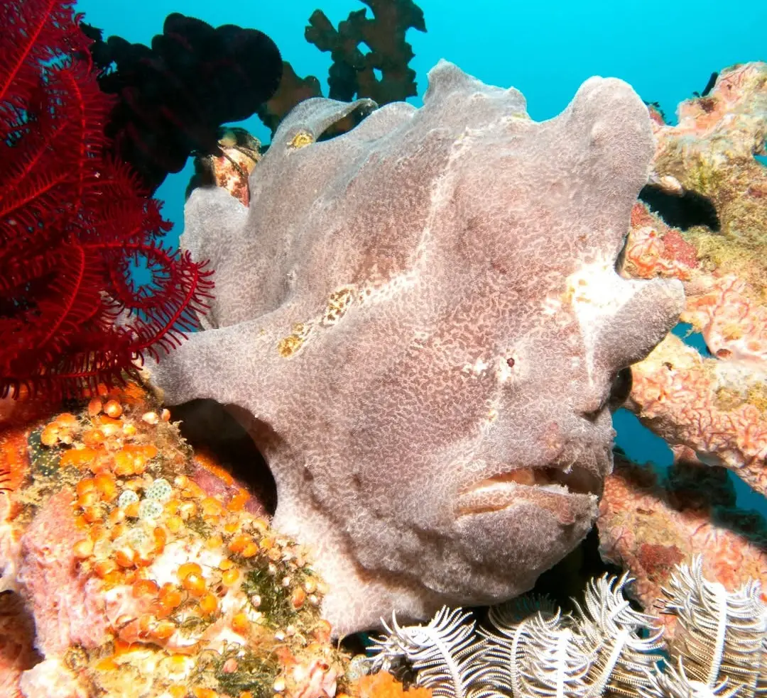 Balinghai dive — Nov 20, 2025
