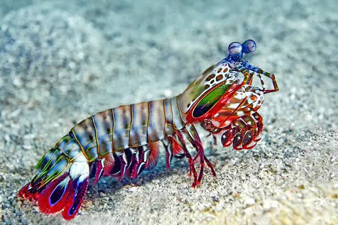 Balinghai dive — Oct 15, 2025