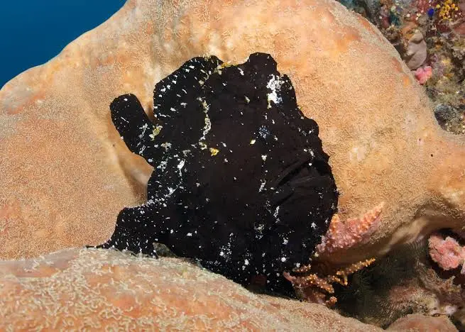 Balinghai dive — Aug 10, 2025