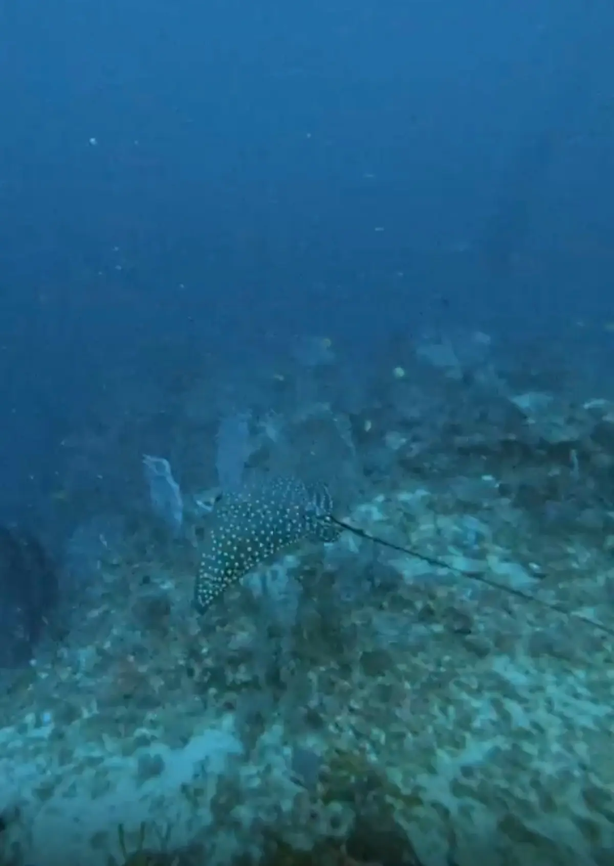 Balinghai dive — May 7, 2026