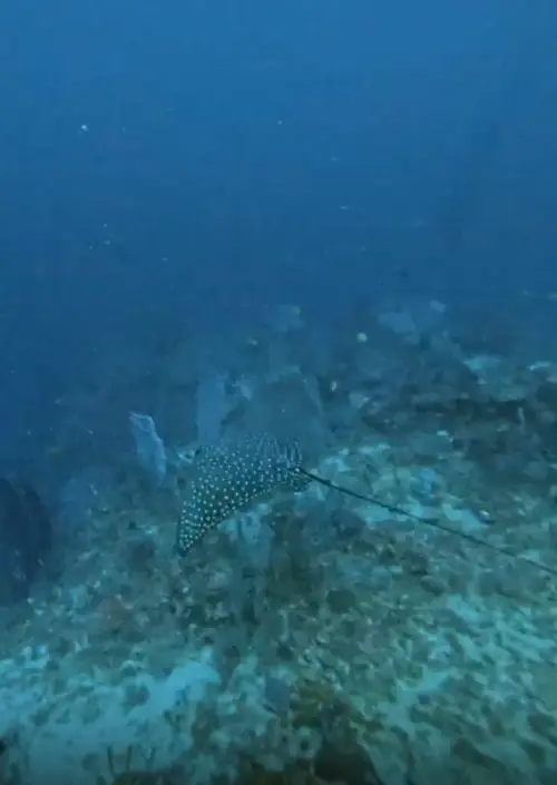 Balinghai dive — May 7, 2026