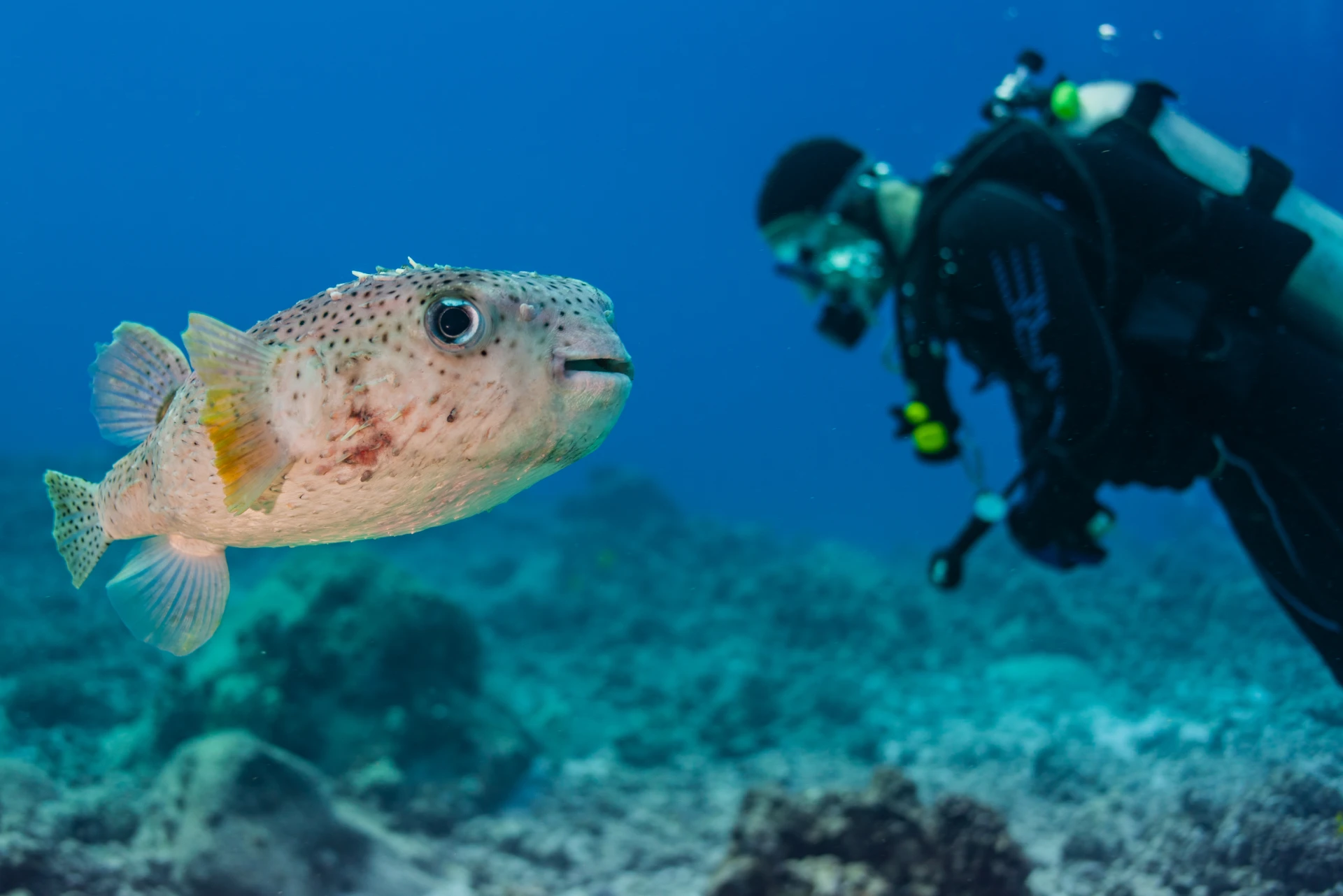 Exploring Balloonfish: Boracay's Fascinating Marine Resident