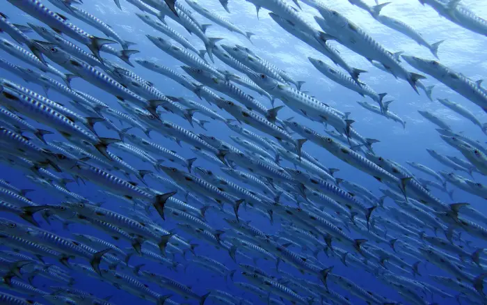 Yapak dive site, Boracay — photo 1