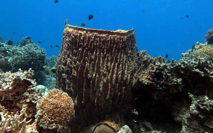 Lobster Rock dive site, Boracay — photo 4