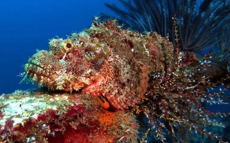 Camia II — dive photo 4