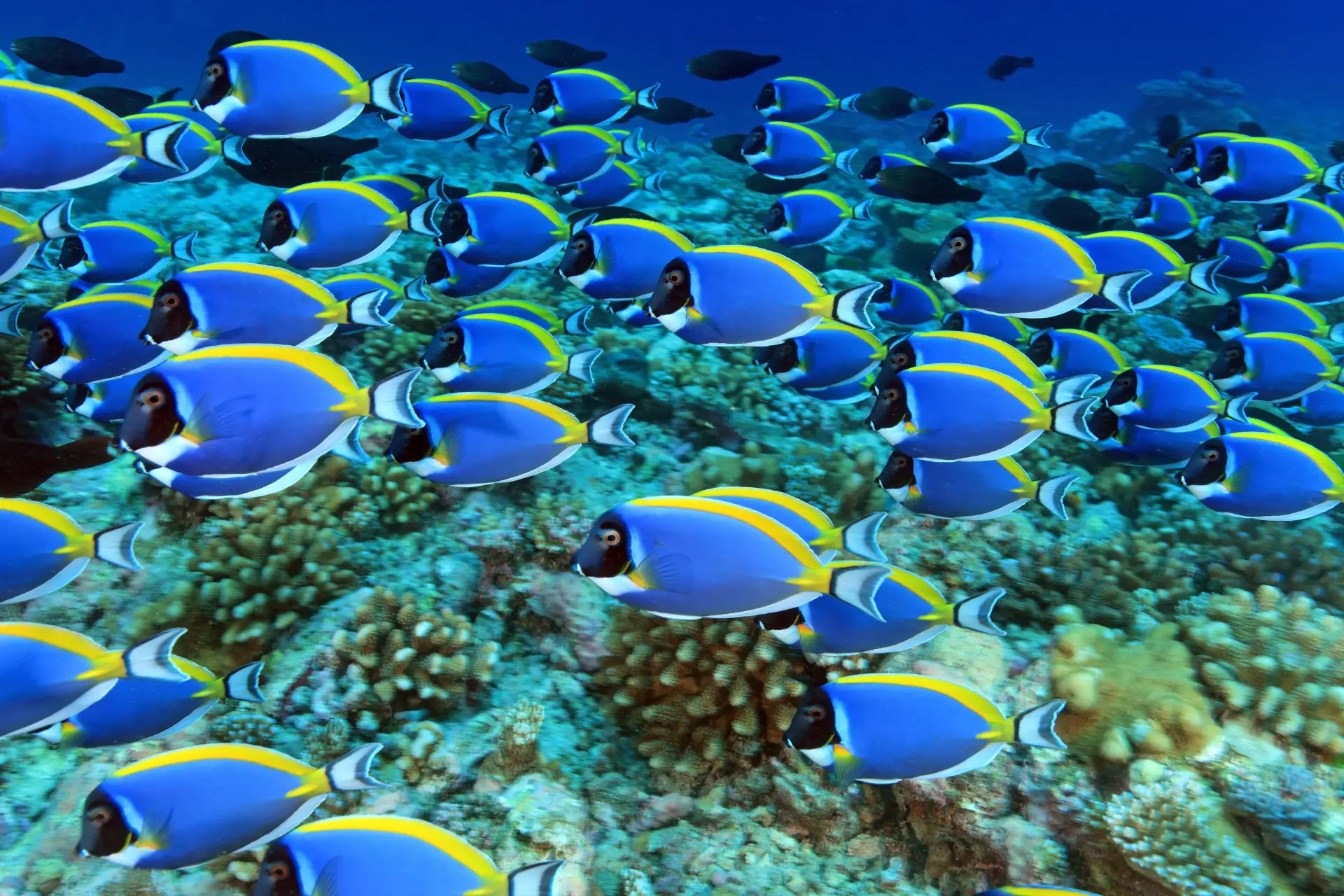 A Beginner's Guide to Scuba Diving in Boracay: What You Need to Know