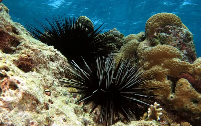 Lobster Rock dive site, Boracay — photo 3