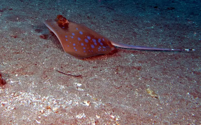 Diniwid dive site, Boracay — photo 1