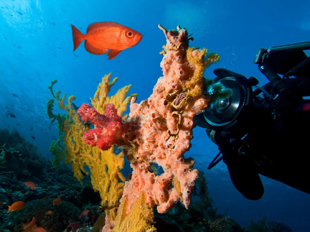 Underwater Photography 101: Capturing Boracay's Beauty with New Wave Divers