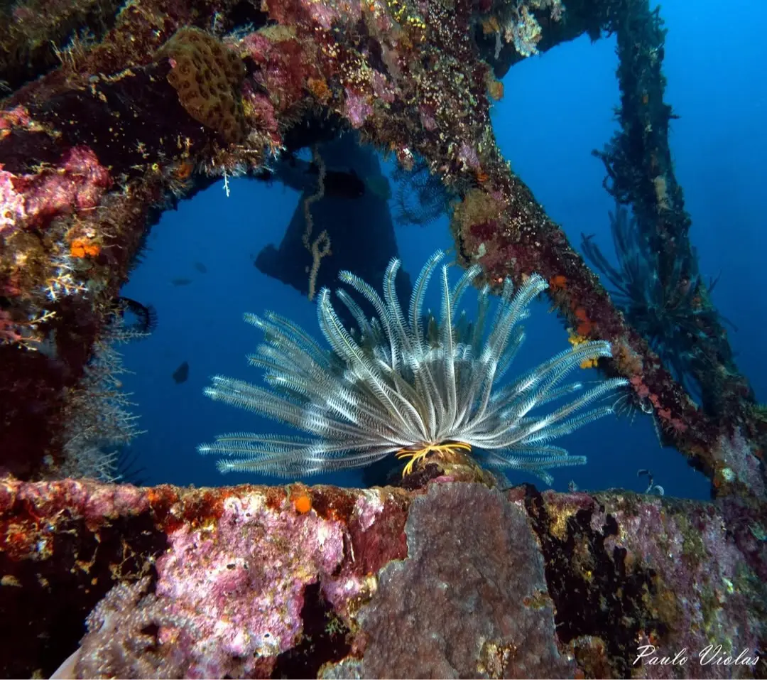Camia 2 Wreck dive — Mar 13, 2025