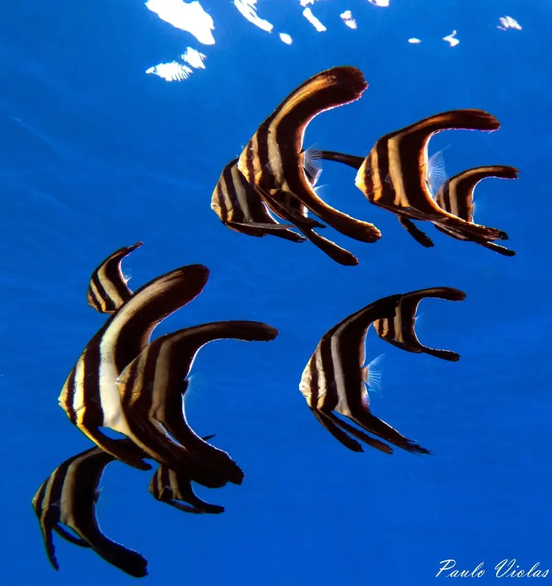 Camia 2 Wreck dive — Feb 20, 2025