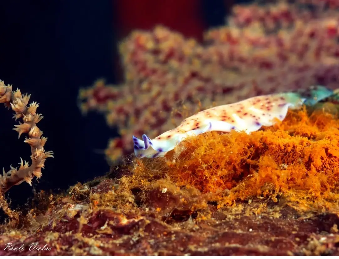 Camia 2 Wreck dive — Feb 10, 2025