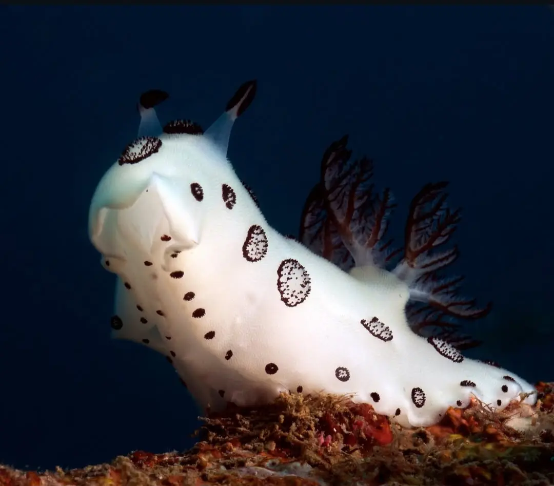 Camia 2 Wreck dive — Dec 7, 2025