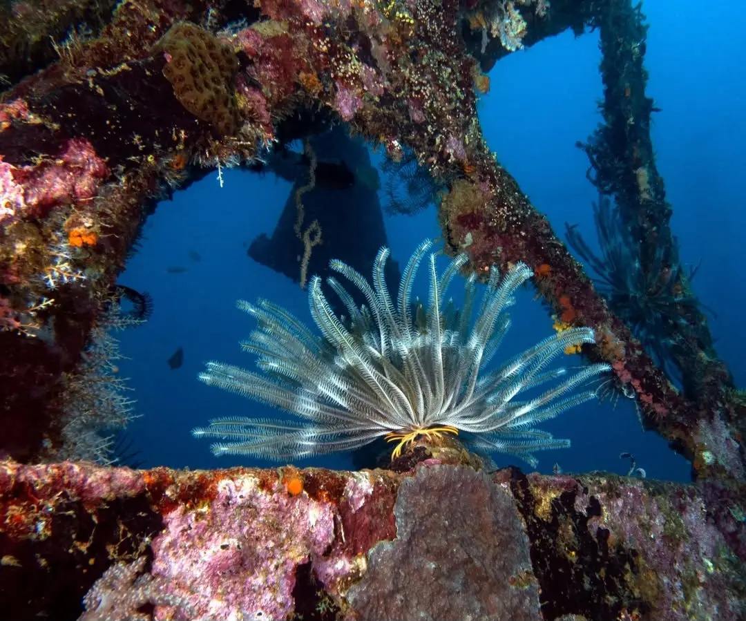 Camia 2 Wreck dive — Nov 1, 2025
