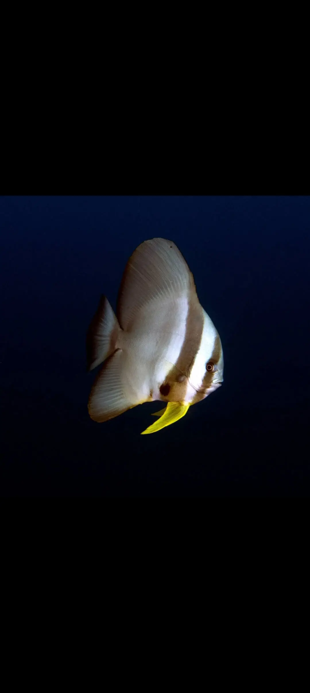Camia 2 Wreck dive — Oct 25, 2025