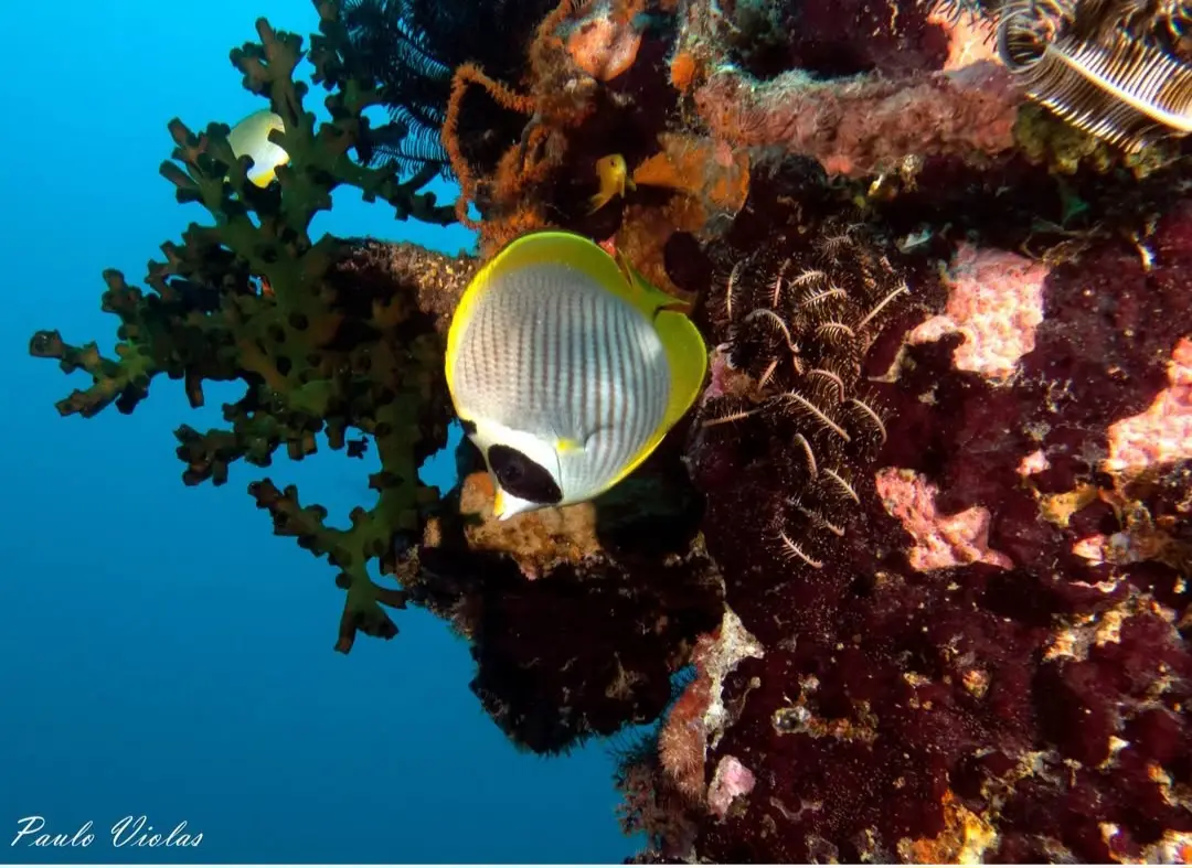 Camia 2 Wreck dive — Apr 12, 2025