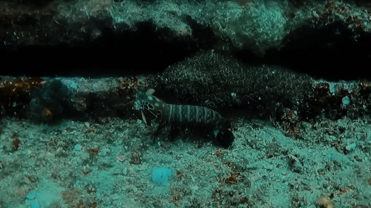 Camia 2 Wreck dive — Dec 28, 2024