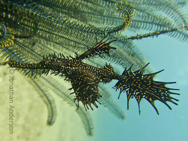 Camia 2 Wreck dive — Mar 26, 2025