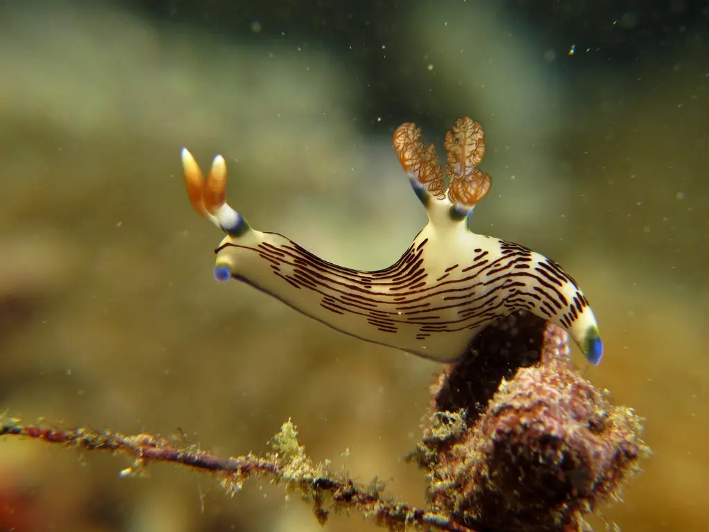 Camia 2 Wreck dive — Nov 28, 2025