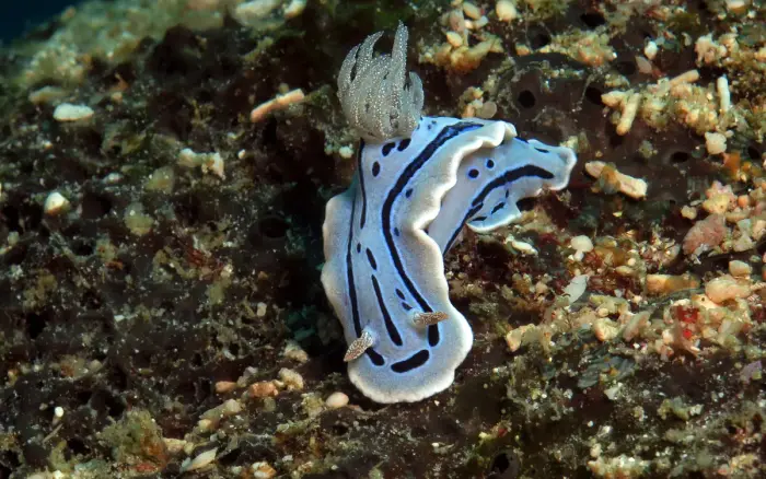 Friday’s Reef dive site, Boracay — photo 3