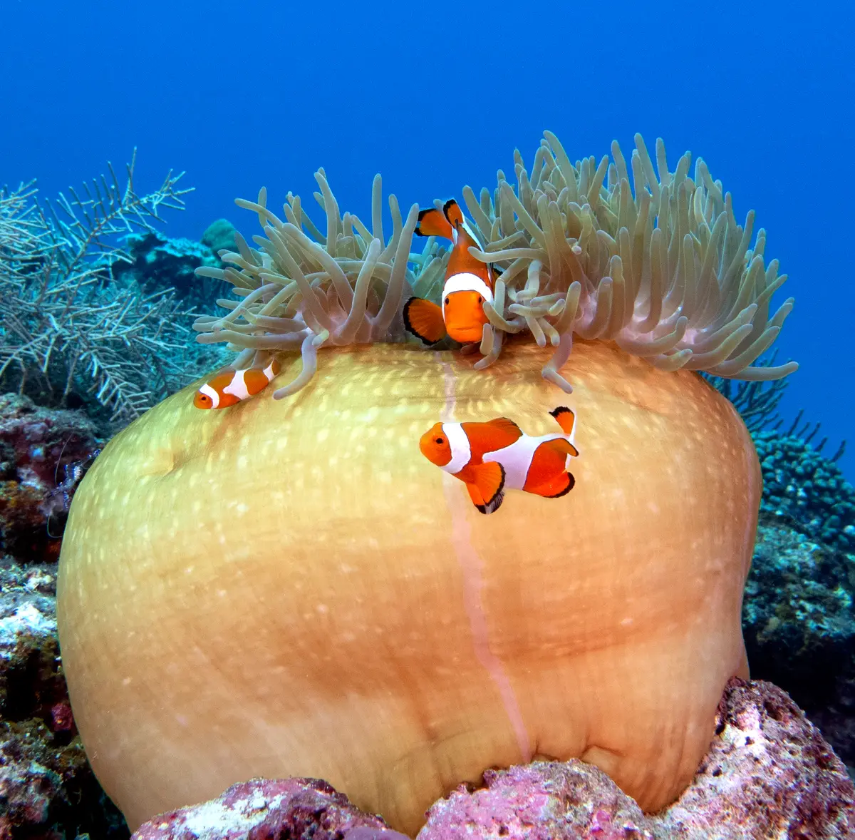 Best Time to Dive in Boracay Island (2025 Guide)