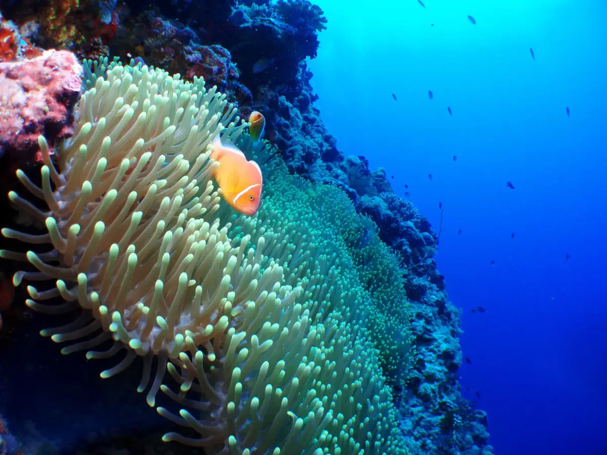 Top 10 Marine Species to Spot in Boracay