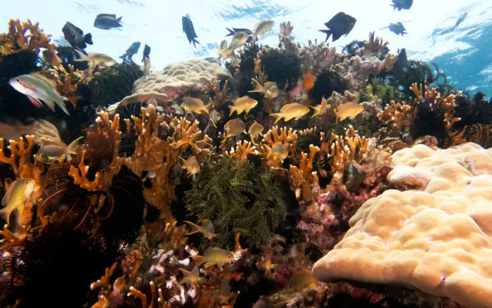 Angol Point dive site, Boracay — photo 2