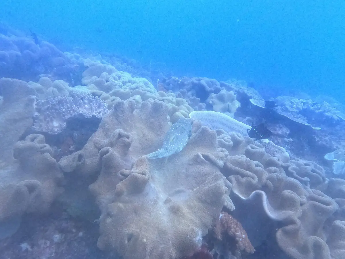Crocodile Island dive — Aug 23, 2024