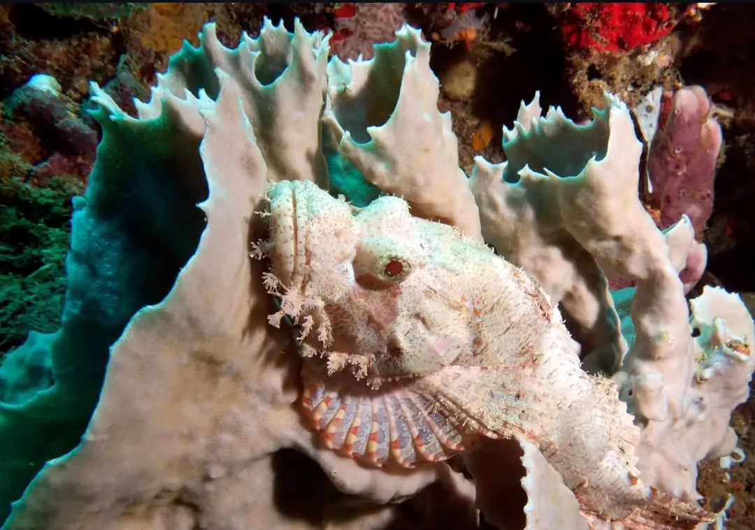 Crocodile Island dive — Feb 15, 2026