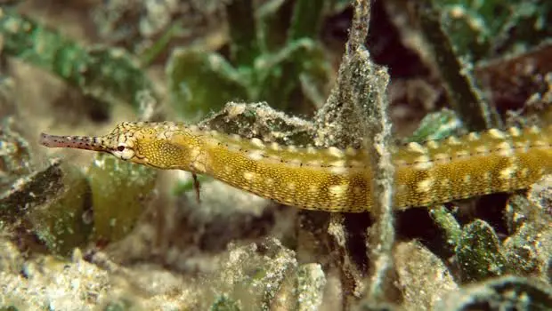 Crocodile Island dive — Jul 27, 2025
