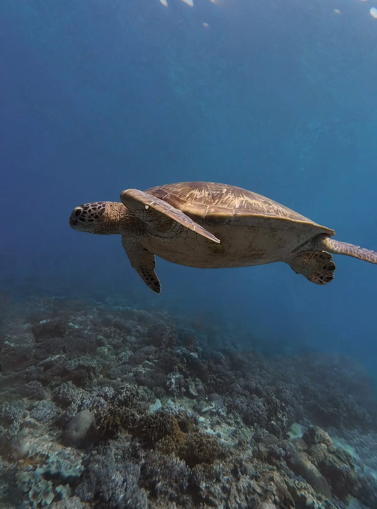 Crocodile Island dive — Jul 17, 2025