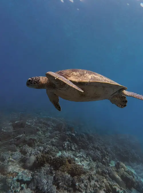 Crocodile Island dive — July 17, 2025