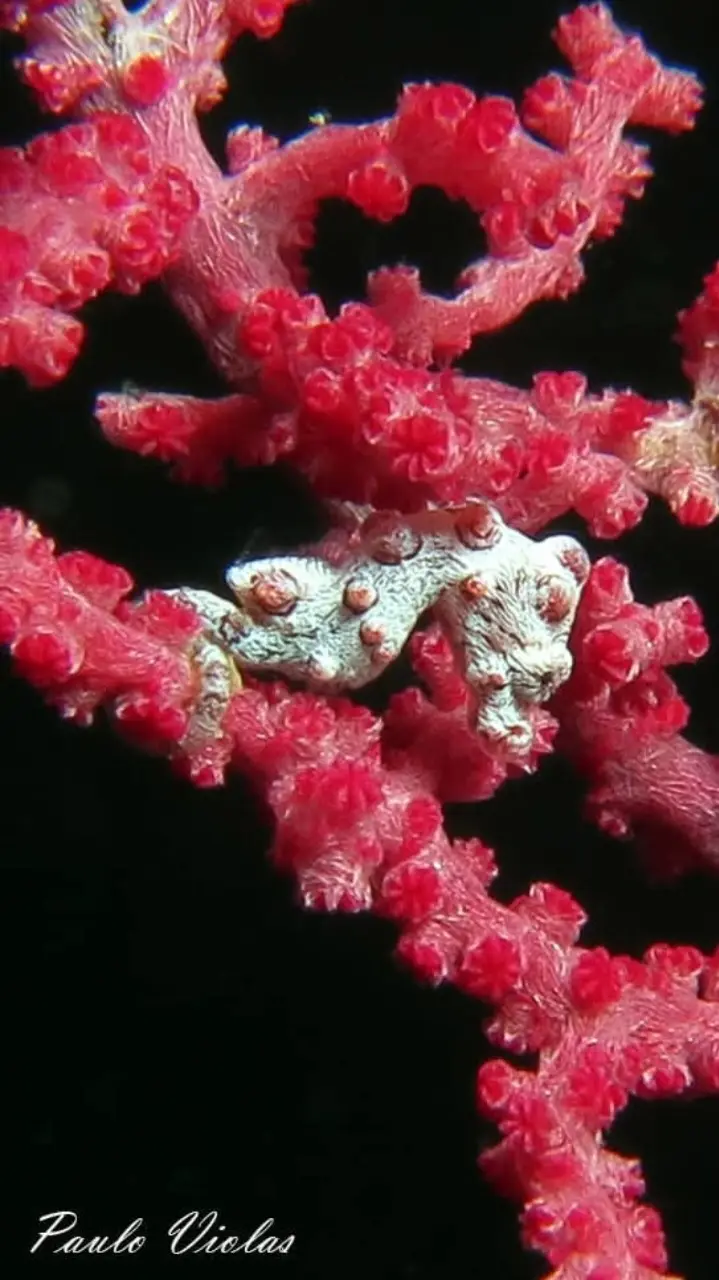 Crocodile Island dive — May 3, 2025